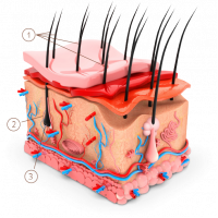 Апарат Hyper Pulse для надшвидкого видалення волосся від Leonardo